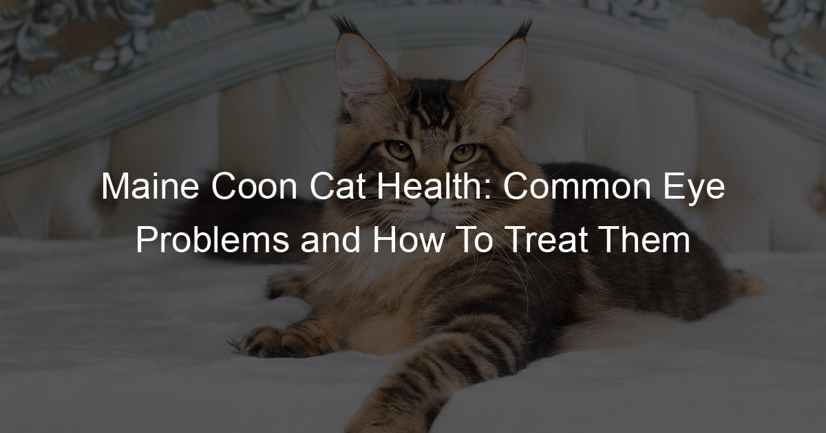 Maine Coon Cat Health Common Eye Problems and How To Treat Them My