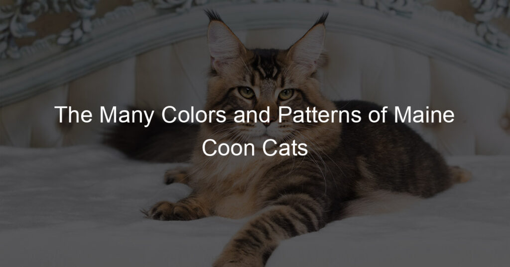 The Many Colors And Patterns Of Maine Coon Cats 321 1024x538 